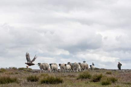 Bransdale Moor - Driven Grouse Shooting