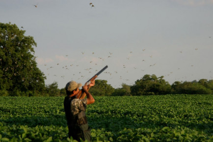 Dove and Duck Shooting - Argentina