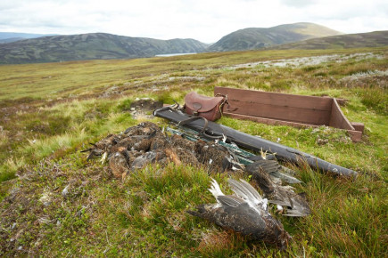 Phoines Estate - Driven Grouse Shooting
