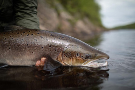 Salmon and Sea Trout Fishing on the River Earn