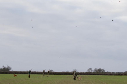 Cockley Cley Pheasant & Partridge Shoot Norfolk