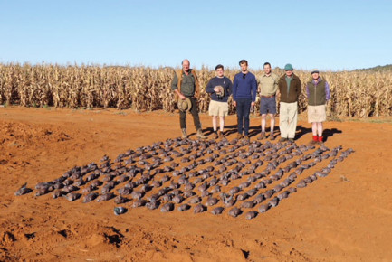 South African Rock Pigeon Shooting