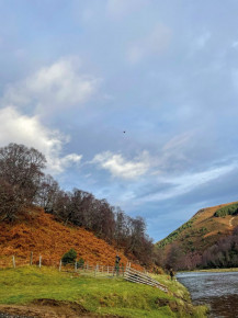 Findhorn Valley Shoot - Driven Pheasant & Partridge Shooting in Scotland