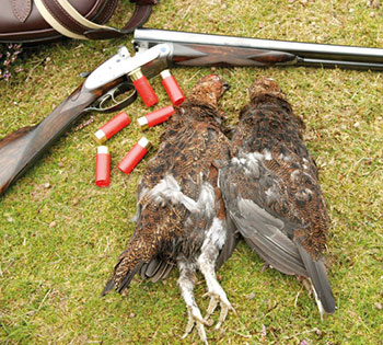 Cartridges for Grouse Shooting